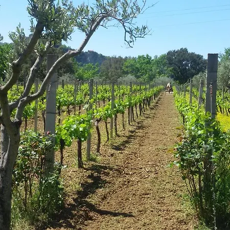 Agrilao Vakantieboerderij Scalea