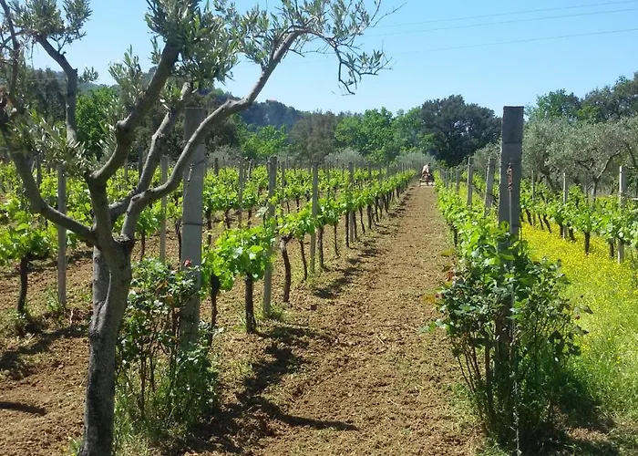 Agrilao Farm stay Scalea